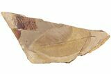 Fossil Leaf Plate (Fagus sp) - McAbee Fossil Beds, BC #221192-1